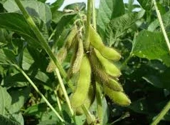 Да ли скривени СЦН смањује приносе соје?