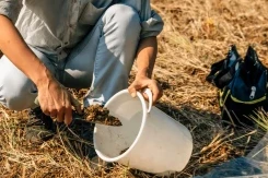 Ојачајте кукуруз и соју применом гипса за добробит земљишта