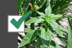 Користите ову контролну листу у 4-корака за 97%-плус контролу водене конопље